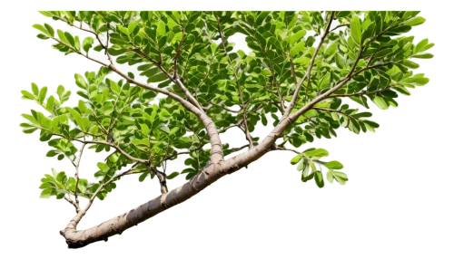 oleaceae,acacia,geraniaceae,urticaceae,diospyros,syzygium malaccense,podocarpus,morinda citrifolia,hokka tree,lemon myrtle,nymphaeaceae,terminalia catappa,syzygium,pam trees,shrub,xanthorrhoeaceae,ericaceae,ficus,ilex vomitoria,bay laurel,Photography,Documentary Photography,Documentary Photography 36