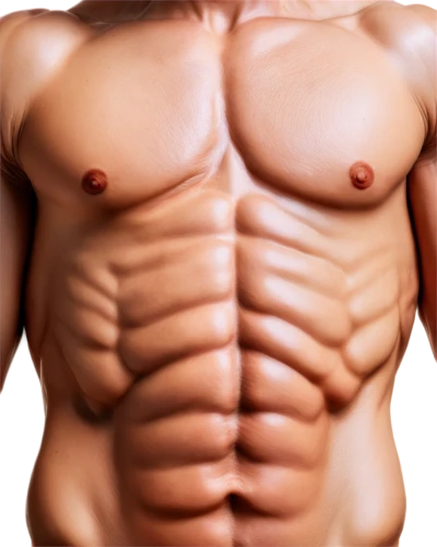 six pack abs,six-pack,bodybuilding supplement,sixpack,abdominals,muscular system,six pack,abs,rib cage,body building,the human body,abdomen,human body,fat loss,torso,ribcage,stomach,human body anatomy,deep tissue,body-building,Illustration,Realistic Fantasy,Realistic Fantasy 08