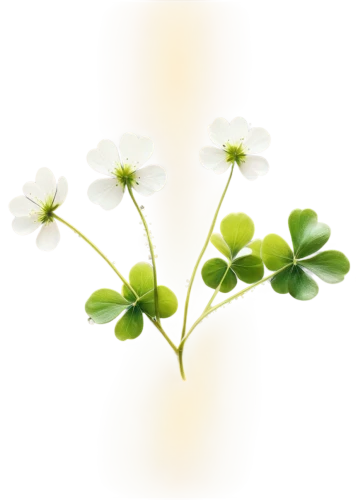 wood-sorrel,wood sorrel,flowers png,wood sorrel family,five-leaf clover,four-leaf clover,4-leaf clover,rockcress,white clover,miner's lettuce,twinflower,medium clover,bluish white clover,three leaf clover,redwood sorrel,oxalis,garden cress,clovers,4 leaf clover,four leaf clover,Conceptual Art,Oil color,Oil Color 01