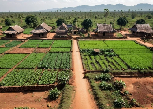 siem reap,cambodia,laos,vietnam vnd,kampot,organic farm,rice terrace,vietnam,inle lake,mud village,agricultural,bagan,traditional village,rice fields,dji agriculture,tona organic farm,angkor,mekong,agroculture,sweet potato farming,Photography,General,Natural