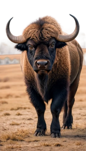 bison,buffalo,cape buffalo,buffalo herd,buffalo herder,gnu,african buffalo,buffaloes,bull,ox,tribal bull,buffalos,muskox,oxpecker,chevrolet bison,yak,bos taurus,toro,bulls,warthog,Photography,Documentary Photography,Documentary Photography 14