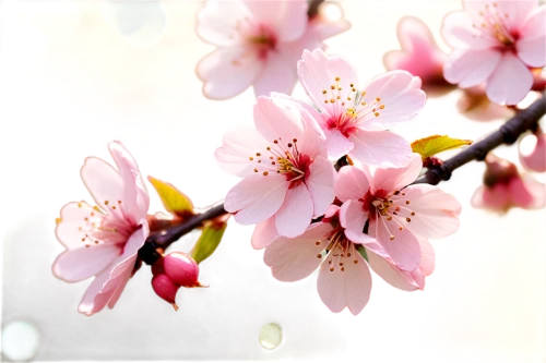 apricot flowers,plum blossoms,apricot blossom,plum blossom,peach blossom,japanese floral background,almond blossoms,japanese cherry blossom,spring blossom,japanese cherry,sakura flowers,cherry blossom branch,almond blossom,fruit blossoms,cherry blossom in the rain,japanese flowering crabapple,japanese cherry blossoms,pink cherry blossom,blossoming apple tree,flowering cherry,Illustration,Japanese style,Japanese Style 02