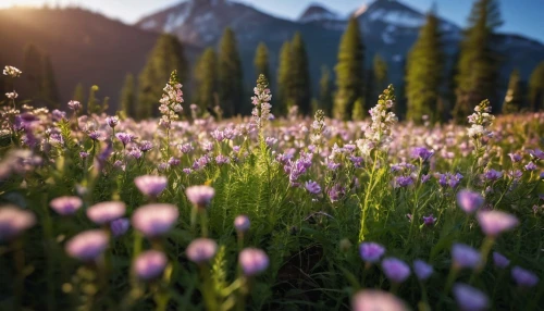 alpine meadow,alpine flowers,the valley of flowers,field of flowers,lupines,mountain meadow,meadow flowers,alpine meadows,wildflowers,summer meadow,flowering meadow,flower field,meadow,chives field,salt meadow landscape,fireweed,meadow landscape,flowers field,sea of flowers,lavender field,Photography,General,Commercial