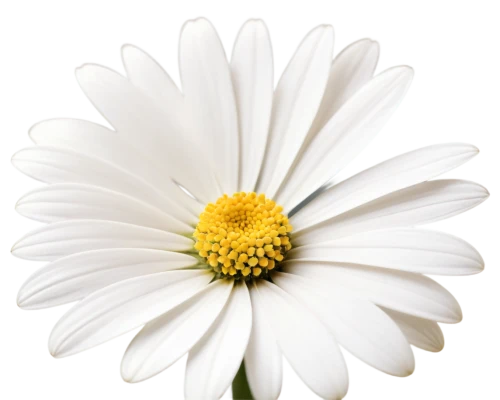 leucanthemum,marguerite daisy,shasta daisy,the white chrysanthemum,oxeye daisy,white chrysanthemum,common daisy,ox-eye daisy,leucanthemum maximum,osteospermum,south african daisy,daisy flower,perennial daisy,flowers png,african daisy,marguerite,white daisies,flannel flower,wood daisy background,mayweed,Illustration,Retro,Retro 05