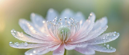 flower of water-lily,dew drops on flower,water lily flower,water lily,dewdrop,waterlily,dew drop,morning dew,early morning dew,dew drops,african daisy,pink water lily,white water lily,meadows of dew,water flower,pond flower,rain lily,south african daisy,star dahlia,dahlia pink,Conceptual Art,Oil color,Oil Color 18
