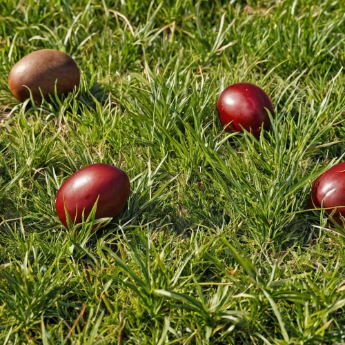 wooden balls,croquet,easter eggs brown,practice balls,pétanque,cricket ball,bocce,game balls,easter eggs,sorbian easter eggs,round balls,brown eggs,bowling balls,painted eggs,easter egg sorbian,chestnut fruits,chestnut pods,three balls,broken eggs,sports balls,Photography,General,Realistic