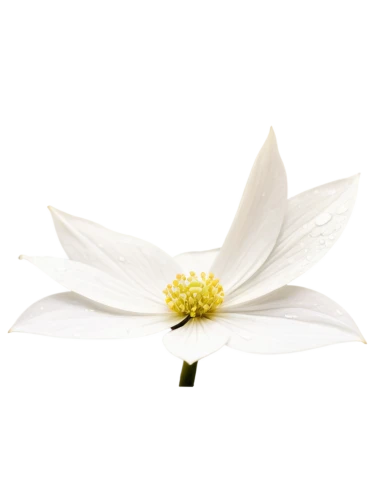 fragrant white water lily,anemone japonica,star magnolia,white magnolia,white lily,the white chrysanthemum,white chrysanthemum,white cosmos,anemone nemorosa,magnolia star,wood anemone,white dahlia,blue star magnolia,white passion flower,flowers png,white flower,white water lily,lilium candidum,magnolia flower,common clematis,Conceptual Art,Oil color,Oil Color 01