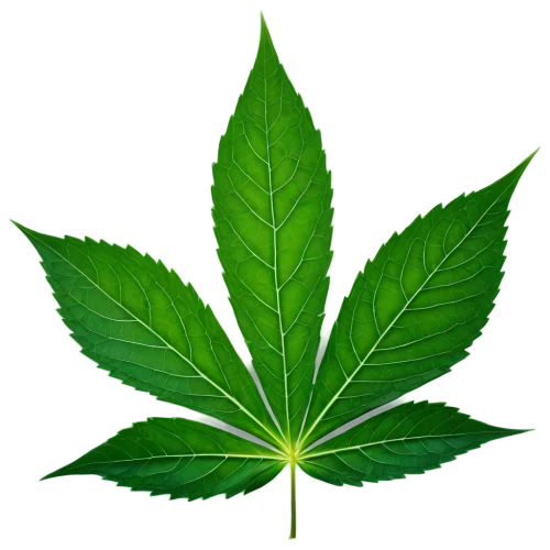 mape leaf,custody leaf,green leaf,cannabidiol,fan leaf,cannabinol,tropical leaf,mammoth leaf,jungle leaf,four-leaf,broadleaf,leaf background,mint leaf,mugwort,bo leaf,neem,tree leaf,medicinal plant,maple leaf,weed,Photography,Black and white photography,Black and White Photography 14