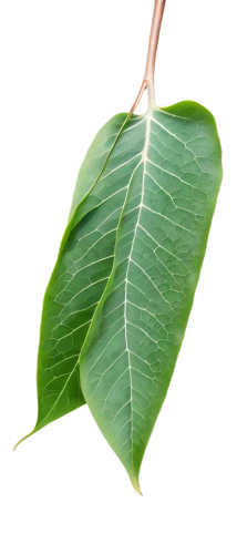 mape leaf,walnut leaf,bay-leaf,magnolia leaf,foliage leaf,custody leaf,bay leaf,fan leaf,bo leaf,fig leaf,tree leaf,tropical leaf,chestnut leaf,coconut leaf,terminalia catappa,morinda citrifolia,leaf,gum leaves,laulau,round leaved liverleaf,Illustration,Realistic Fantasy,Realistic Fantasy 09