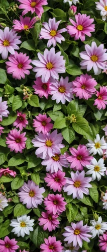 wood daisy background,pink daisies,australian daisies,barberton daisies,flower background,blanket of flowers,floral digital background,senetti,osteospermum,african daisies,japanese anemones,flower strips,european michaelmas daisy,colorful daisy,spring background,cineraria,flower pattern,colorful flowers,spring flowers,flower carpet,Photography,General,Realistic