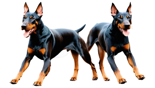 manchester terrier,toy manchester terrier,doberman,dobermann,german pinscher,pinscher,pharaoh hound,austrian pinscher,dobermannt,beauceron,australian kelpie,miniature pinscher,dog breed,german shepards,fila brasileiro,giant dog breed,dog pure-breed,german shepherd,belgian shepherd,king shepherd,Photography,Artistic Photography,Artistic Photography 07