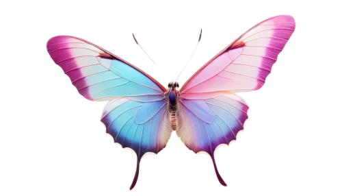 butterfly vector,butterfly background,butterfly clip art,pink butterfly,cupido (butterfly),flutter,hesperia (butterfly),butterfly,vanessa (butterfly),butterfly isolated,papillon,ulysses butterfly,isolated butterfly,c butterfly,blue butterfly background,butterflay,aurora butterfly,french butterfly,rainbow butterflies,sky butterfly,Illustration,Black and White,Black and White 27