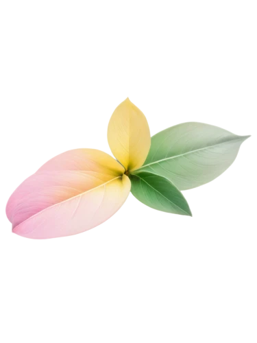 frangipani,flowers png,plumeria,white plumeria,lotus png,spring leaf background,allamanda,lotus leaf,pink plumeria,flower background,tropical floral background,ylang-ylang,magnolia leaf,minimalist flowers,anthurium,cape jasmine,oleaceae,yellow allamanda,floral digital background,magnolia,Conceptual Art,Fantasy,Fantasy 19