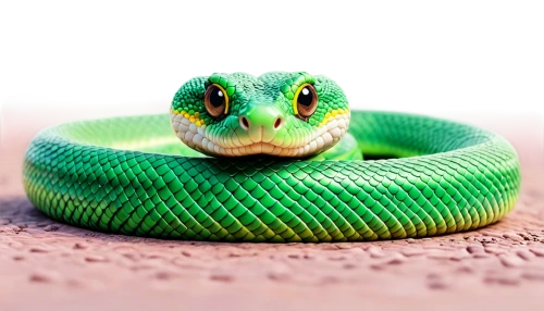 green snake,green tree snake,green mamba,emerald lizard,patrol,smooth greensnake,western green mamba,reptile,green tree python,morelia viridis,green lizard,snake kawaii,green frog,glossy snake,green skin,aaa,green,european green lizard,african house snake,python,Illustration,Vector,Vector 19