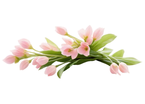 flowers png,tuberose,centaurium,pink hyacinth,tulpenbaum,flower background,ornithogalum,artificial flower,pink floral background,tulipa,pink lisianthus,floral digital background,rockcress,tulpenbüten,snowdrop anemones,narcissus pink charm,chinese magnolia,monocotyledon,freesia,oleander,Illustration,American Style,American Style 08