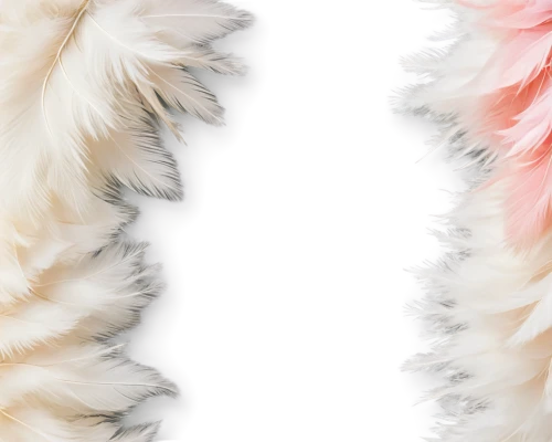 feather boa,fur,ostrich feather,wire hair fox terrier,parrot feathers,silkie,color feathers,cats angora,fur clothing,shetland sheepdog tricolour,cavachon,angora,bearded collie,feathers,feathery,foxtail,chicken feather,havanese,beak feathers,feathered,Illustration,Retro,Retro 03