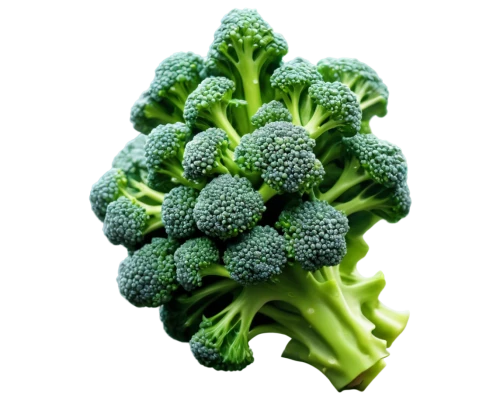 brocoli broccolli,cruciferous vegetables,broccoflower,broccoli,rapini,brassica,vegetable,green dragon vegetable,a vegetable,cleanup,vegetables,brassica rapa,brassica oleracea var,veggie,veggies,pak-choi,frozen vegetables,kale,kawaii vegetables,tatsoi,Photography,Artistic Photography,Artistic Photography 06