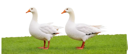 a pair of geese,swan pair,canadian swans,greylag geese,geese,fujian white crane,young swans,white storks,gooseander,swans,goslings,trumpeter swans,greylag goose,duck females,ducks  geese and swans,snow goose,flamingo couple,galliformes,platycercus,bird couple,Art,Artistic Painting,Artistic Painting 02