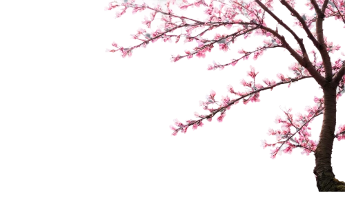 japanese sakura background,sakura tree,sakura branch,sakura background,sakura cherry tree,cherry blossom branch,cherry blossom tree,sakura trees,cherry tree,takato cherry blossoms,spring background,the cherry blossoms,cherry blossom,pink cherry blossom,cherry blossoms,cold cherry blossoms,sakura blossom,sakura blossoms,japanese cherry blossom,cherry branches,Illustration,American Style,American Style 08