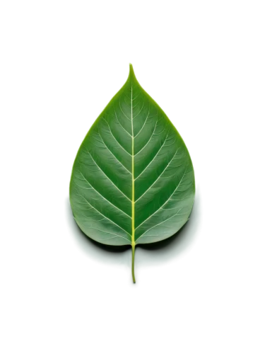 walnut leaf,fig leaf,mape leaf,bay-leaf,magnolia leaf,chestnut leaf,custody leaf,tropical leaf,coconut leaf,bay leaf,jungle leaf,acorn leaf,leaf background,leaf vegetable,tree leaf,green leaf,leaf,mammoth leaf,grape leaf,lotus leaf,Unique,Design,Knolling