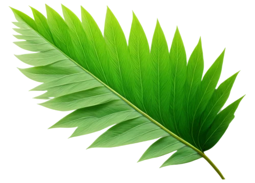 palm leaf,coconut leaf,tropical leaf,mape leaf,palm leaves,fan leaf,tropical leaf pattern,chestnut leaf,banana leaf,jungle leaf,walnut leaf,leaf background,green leaf,lotus leaf,tree leaf,fern leaf,custody leaf,leaf green,foliage leaf,banana leaf rice,Illustration,Realistic Fantasy,Realistic Fantasy 18