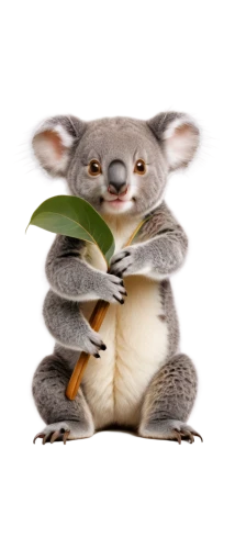koala,cute koala,koalas,marsupial,eucalyptus,koala bear,sleeping koala,cangaroo,madagascar,sugar glider,australian wildlife,chinchilla,kangaroo,cute animal,gray animal,lun,squirell,cute animals,knuffig,lemur,Conceptual Art,Fantasy,Fantasy 16