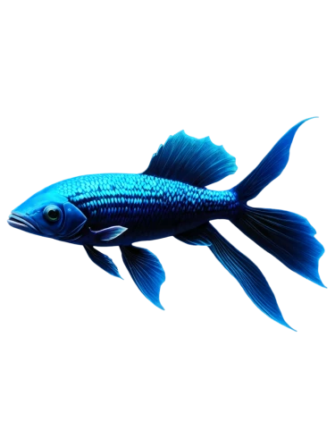 blue stripe fish,coelacanth,blue fish,tobaccofish,diamond tetra,betta splendens,blue angel fish,cichlid,ornamental fish,aquarium fish feed,fish pen,fish tern,betta fish,fighting fish,marine fish,pacific saury,pallet doctor fish,siamese fighting fish,freshwater fish,beautiful fish,Conceptual Art,Fantasy,Fantasy 08