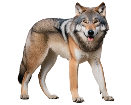 czechoslovakian wolfdog,saarloos wolfdog,northern inuit dog,wolfdog,european wolf,kunming wolfdog,tamaskan dog,canis lupus tundrarum,canidae,gray wolf,swedish vallhund,canis lupus,sakhalin husky,malamute,coyote,formosan mountain dog,south american gray fox,suidae,greenland dog,native american indian dog,Conceptual Art,Daily,Daily 18