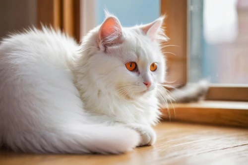 turkish van,turkish angora,white cat,japanese bobtail,american curl,cat with blue eyes,blue eyes cat,british longhair cat,breed cat,cute cat,kurilian bobtail,domestic long-haired cat,cats angora,cat image,european shorthair,domestic short-haired cat,polydactyl cat,fluffy tail,oriental shorthair,cat european,Art,Artistic Painting,Artistic Painting 42