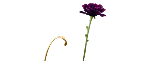 flowers png,ikebana,minimalist flowers,rose png,flax-leaved tulip,crown chakra flower,single flower,turkestan tulip,violet tulip,chive flower,purple parrot tulip,purple salsify,artificial flower,seed cow carnation,sprouting carnation,ranunculus,dried flower,carnation flower,sprouting rock carnation,ranunculus asiaticus,Art,Artistic Painting,Artistic Painting 50