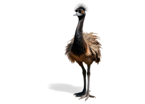 grey neck king crane,ostrich,emu,platycercus,eastern crowned crane,grey crowned crane,gray crowned crane,crane-like bird,platycercus elegans,white-naped crane,platycercus eximius,bird png,troodon,charadriiformes,greater rhea,cassowary,demoiselle crane,ostriches,australian bird,sandhill crane,Conceptual Art,Sci-Fi,Sci-Fi 02