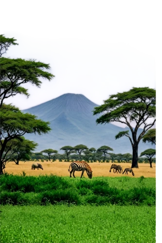 serengeti,mount kilimanjaro,kilimanjaro,tsavo,kenya,east africa,samburu,kenya africa,ethiopia,tanzania,africa,uganda,dromedaries,nakuru,kenyan,alismatales,savanna,green congo,rwanda,extinct volcano,Photography,Black and white photography,Black and White Photography 06