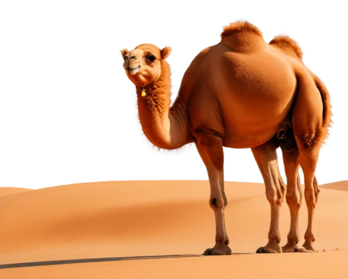 male camel,arabian camel,dromedary,dromedaries,two-humped camel,shadow camel,camel,camels,bactrian camel,camelride,camelid,camel joe,libyan desert,sahara desert,sahara,hump,merzouga,camel caravan,humps,arabian,Art,Classical Oil Painting,Classical Oil Painting 36