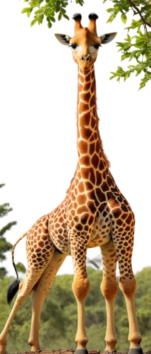 giraffidae,giraffe,giraffes,giraffe plush toy,two giraffes,long neck,madagascar,longneck,neck,serengeti,animal mammal,cgi,giraffe head,landmannahellir,aucasaurus,uganda,schleich,oxpecker,safari,mammals,Art,Artistic Painting,Artistic Painting 30