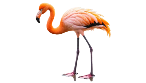 greater flamingo,flamingo,pink flamingo,flamingo couple,two flamingo,cuba flamingos,flamingo with shadow,grey neck king crane,flamingos,lawn flamingo,flamingo pattern,bird png,crane-like bird,flamingoes,pink flamingos,tropical bird climber,exotic bird,nature bird,stilt,crane,Art,Classical Oil Painting,Classical Oil Painting 30