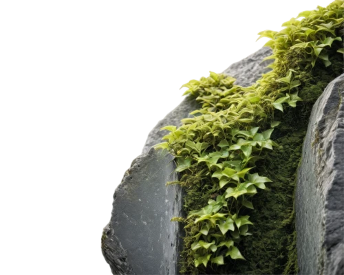 moss saxifrage,liverwort,mountain stone edge,moss,wall,tree moss,ecological sustainable development,aaa,hornwort,ecologically,landscape designers sydney,forest moss,tire recycling,rockcress,intensely green hornbeam wallpaper,environmental art,ecologically friendly,environmentally sustainable,climbing garden,sustainability,Conceptual Art,Daily,Daily 10