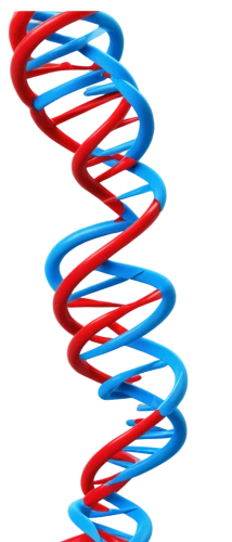 dna helix,dna,dna strand,genetic code,deoxyribonucleic acid,double helix,rna,nucleotide,isolated product image,helix,helical,biosamples icon,the structure of the,genetics,mutation,biological,meiosis,trisomy,limicoles,chromosomes,Illustration,Retro,Retro 15