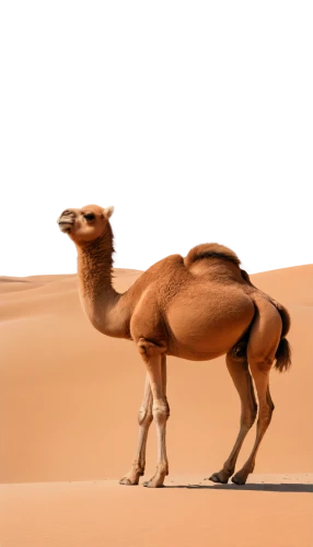 male camel,dromedaries,arabian camel,dromedary,shadow camel,two-humped camel,camel,sahara desert,sahara,camelid,camelride,camels,libyan desert,bactrian camel,hump,merzouga,arabian,arabia,desert background,camel caravan,Illustration,American Style,American Style 15