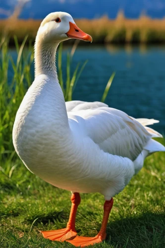 gooseander,cayuga duck,female duck,brahminy duck,ornamental duck,nile goose,a pair of geese,snow goose,duck,water fowl,goose,greylag goose,larus argentatus,waterfowl,galliformes,duck bird,american black duck,canard,larus,red duck,Photography,Fashion Photography,Fashion Photography 10