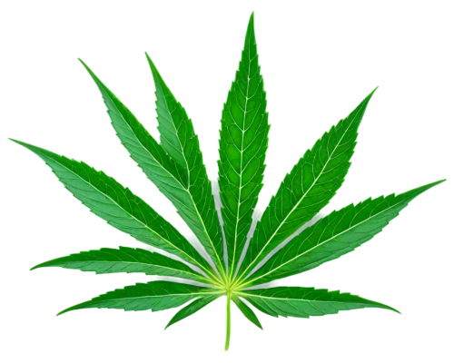 custody leaf,mape leaf,cannabidiol,weed,green leaf,cannabinol,marijuiana,jungle leaf,mugwort,tropical leaf,green congo,pot,patrol,medicinal plant,neem,fan leaf,foliage leaf,420,cannareccione,leaf background,Illustration,Vector,Vector 03