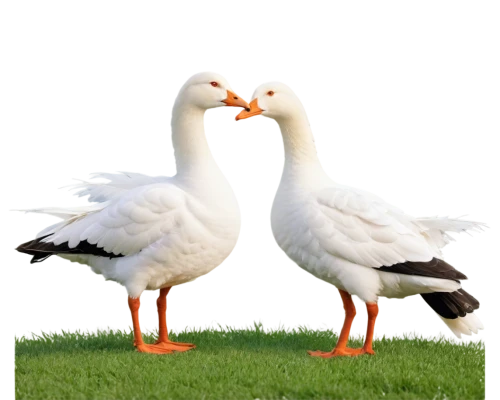 a pair of geese,geese,duck females,ducks,greylag geese,gooseander,bird couple,fry ducks,swan pair,galliformes,duck meet,female duck,wild ducks,cayuga duck,duck,ducks  geese and swans,peck,greylag goose,goose game,brahminy duck,Conceptual Art,Sci-Fi,Sci-Fi 20