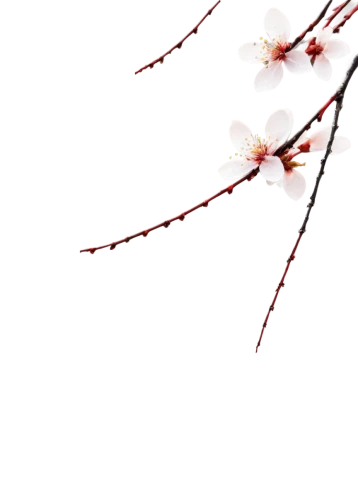 cherry branches,cherry blossom branch,cherry branch,cherry twig,cherry petals,plum blossoms,cherry tree,plum blossom,flowers png,white flower cherry,white floral background,sakura branch,ornamental cherry,prunus,winter cherry,autumnalis,sundew,blood maple,sakura cherry tree,japanese carnation cherry,Illustration,Japanese style,Japanese Style 08