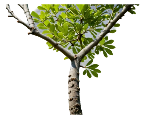 hokka tree,oleaceae,pam trees,geraniaceae,potted tree,woody plant,urticaceae,branch,dry branch,tree branch,morinda citrifolia,mountain alder,chastetree,flourishing tree,european ash,dwarf tree,fir branch,terminalia catappa,tree species,grey alder,Conceptual Art,Sci-Fi,Sci-Fi 20