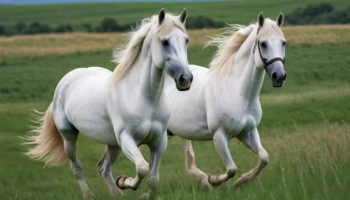 white horses,albino horse,beautiful horses,a white horse,arabian horses,andalusians,equines,horses,two-horses,white horse,horse horses,horse breeding,bay horses,arabian horse,iceland horse,equine,equine half brothers,wild horses,belgian horse,horse herd,Photography,General,Natural