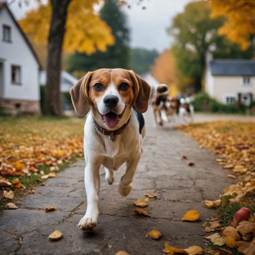 treeing walker coonhound,american foxhound,english coonhound,dog running,running dog,english foxhound,beagle,pet vitamins & supplements,coonhound,welsh springer spaniel,hound trailing,walking dogs,dog photography,basset hound,kooikerhondje,jack russel,dog-photography,two running dogs,dog walker,beaglier,Photography,General,Cinematic