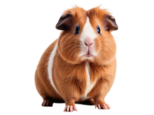 guineapig,guinea pig,guinea pigs,gerbil,hamster,cavy,pet vitamins & supplements,gold agouti,capybara,brush ear pig,rodent,hamster frames,silver agouti,degu,mammalian,animal portrait,brown rabbit,pepino,pig,australian terrier,Conceptual Art,Daily,Daily 04