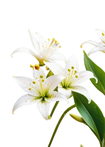 easter lilies,flowers png,white lily,star-of-bethlehem,ornithogalum umbellatum,lilium candidum,madonna lily,lillies,star of bethlehem,avalanche lily,garden star of bethlehem,lilies,hymenocallis,lilies of the valley,guernsey lily,white floral background,peruvian lily,stamens,jasminum,ornithogalum,Unique,Pixel,Pixel 02