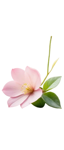 flowers png,chinese magnolia,magnolia × soulangeana,magnolia,magnolia flower,pink magnolia,magnolia x soulangiana,magnolia star,magnoliaceae,magnolia blossom,japanese magnolia,magnolias,magnolia flowers,tulip magnolia,flower background,lotus png,magnolia liliiflora,japanese camellia,pink floral background,magnoliengewaechs,Photography,Artistic Photography,Artistic Photography 13