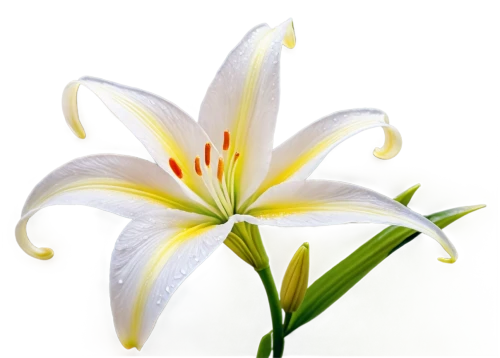 lilium candidum,lily flower,stargazer lily,white lily,easter lilies,flowers png,madonna lily,guernsey lily,natal lily,day lily flower,peruvian lily,sego lily,lily water,lilies,lilium formosanum,white trumpet lily,day lily,lillies,grass lily,lily order,Illustration,Realistic Fantasy,Realistic Fantasy 20