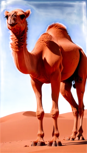 arabian camel,dromedary,male camel,dromedaries,camel,two-humped camel,shadow camel,bactrian camel,camelid,camels,sahara desert,libyan desert,sahara,camel joe,camelride,merzouga,pure-blood arab,desert background,arabia,arabian,Conceptual Art,Sci-Fi,Sci-Fi 03